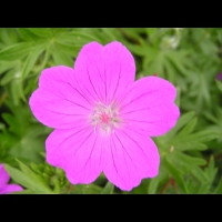 Geranium sanguineum (fam Geraniacees) (Asie septentrionale, Europe) (3)
